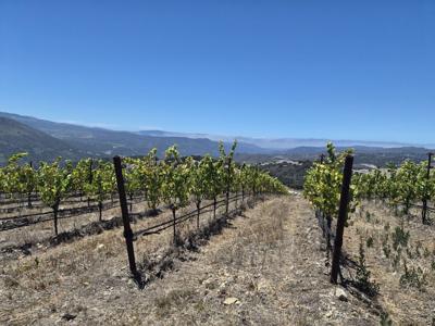 Domaine Messier