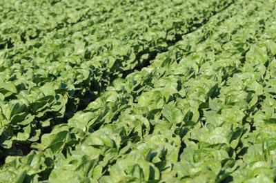 romaine lettuce field