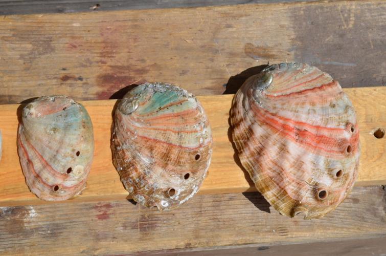 PHOTOS: Under Wharf Two with award-winning Monterey Abalone Company ...