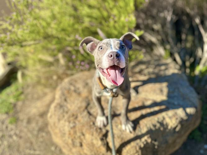 Gemma, a 4 month old pit bull mix puppy