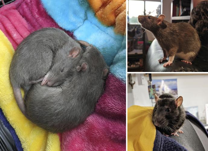 Alexis' rats