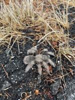 The sex lives of tarantulas. Anti-vax pediatrician under Medical Board scrutiny for gross negligence.