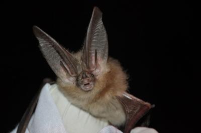 Townsend big-eared bat