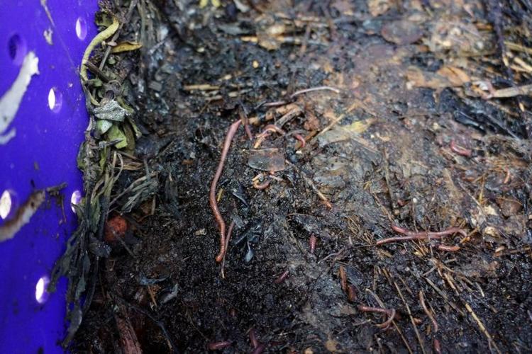 vermicompost