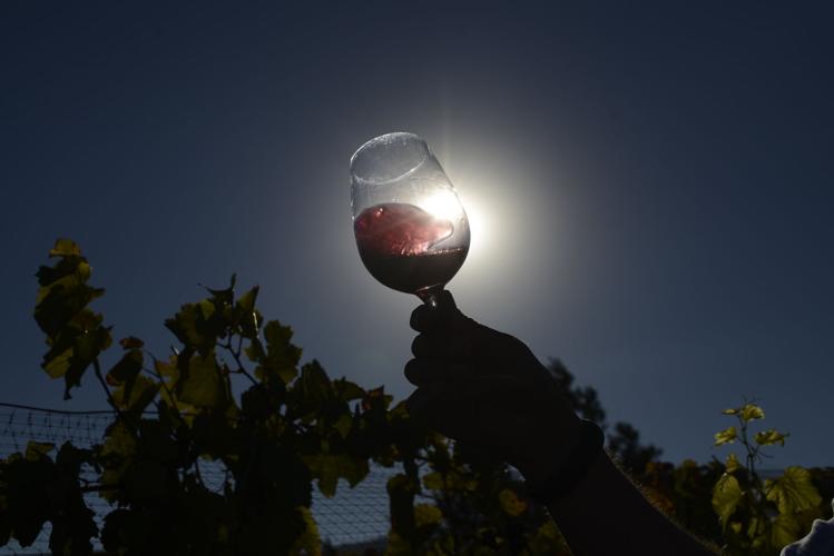 Pinot in the Paraiso vineyards