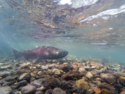 Chinook Unhooked