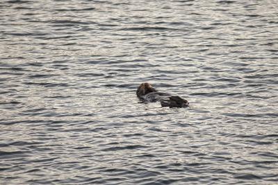 Otter.jpg