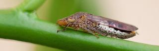 Invasive glassy-winged sharpshooter detected on plants sold at Northern California Costcos.