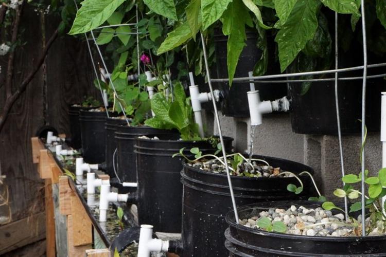 irrigation