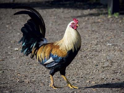 Rooster Rights