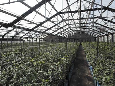 cannabis greenhouse1