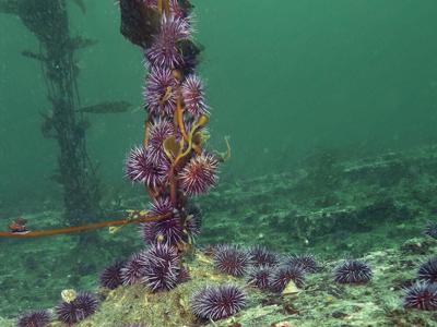 Help the Kelp