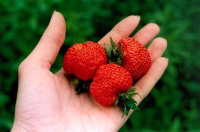 Strawberry season is really here—now’s the time to get those jars boiling.  