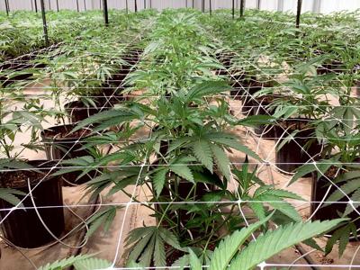 cannabis tax