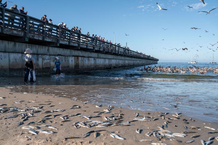 AnchovyFrenzy_MB_Rodriguez_10.24.2024-5.jpg