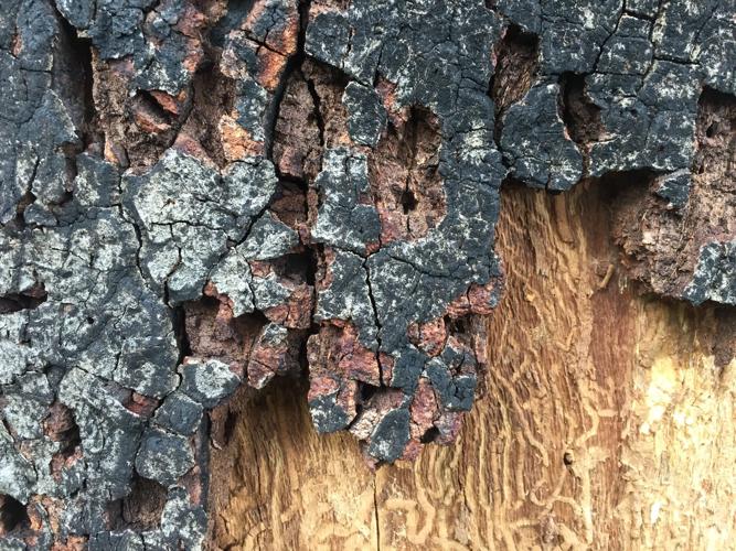scarred bark II.JPG