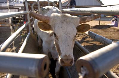 Steer waits for action