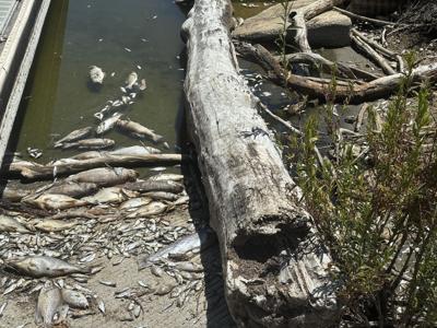 Dead fish on shore of Lake San Antonio