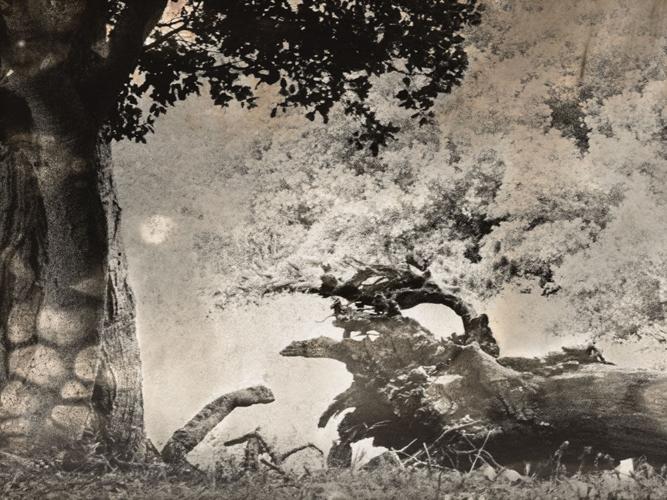 Nuturing Nature