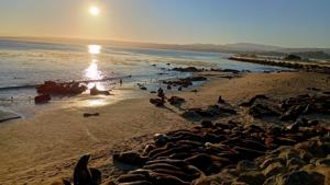Image for display with article titled Massive Sea Lion Haul-Out Prompts Beach Closures in Monterey.