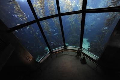 Monterey Bay Aquarium (copy)