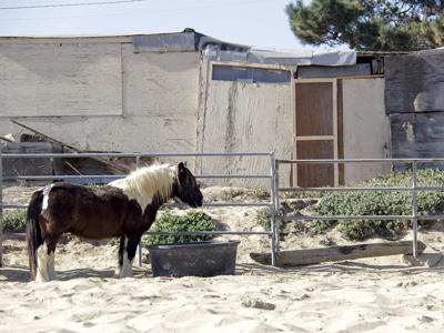Marina Equestrian Center.jpg