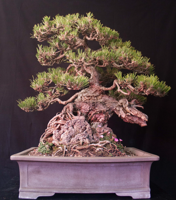 Monterey Bonsai Club