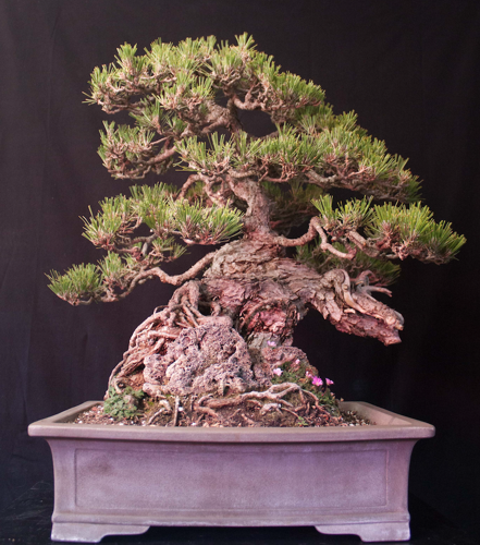 Monterey Bonsai Club