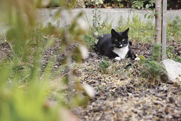 Tracking Cats