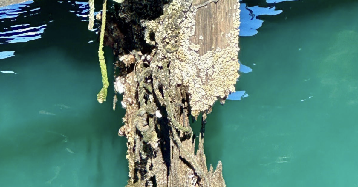 Monterey County Civil Grand Jury Report on Wharves Repairs News Monterey County Civil Grand Jury Report on Wharves Repairs News