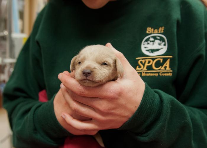 Rescued Puppies 3.JPG