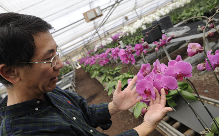 Behind the scenes at the world’s biggest potted orchid farm – in Salinas.  
