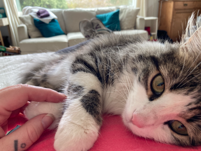 Poppy the cat