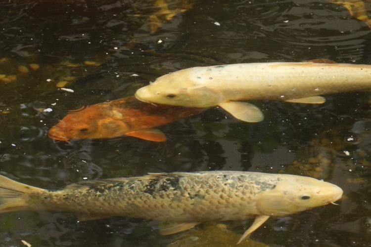 koi