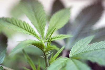 Marijuana Plant