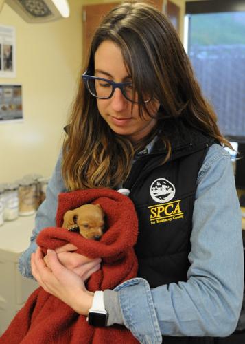 Rescued Puppies 4.JPG