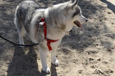 Pacchetti Dog Park