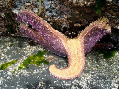 Sea star