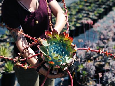 Propagating Popularity