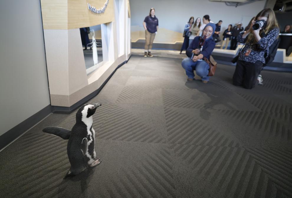 The Monterey Bay Aquarium gets everyone moving with its soon-to-open exhibit.