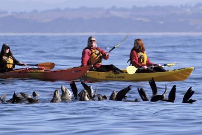 Take a Paddle