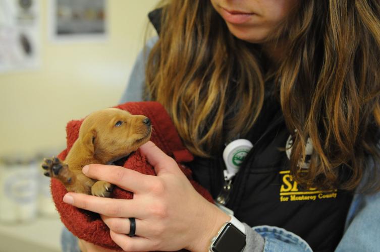 Rescued Puppies 5.JPG