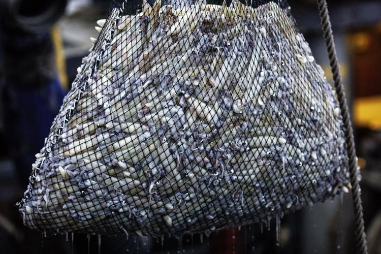 Squid in a net
