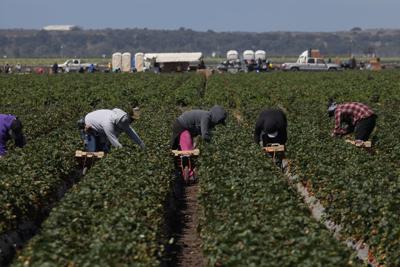 Farm labor shortage
