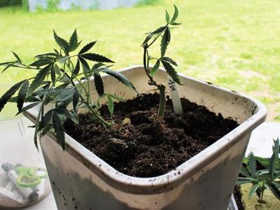 Let’s Grow