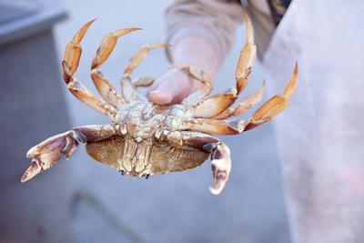 Crabby Season