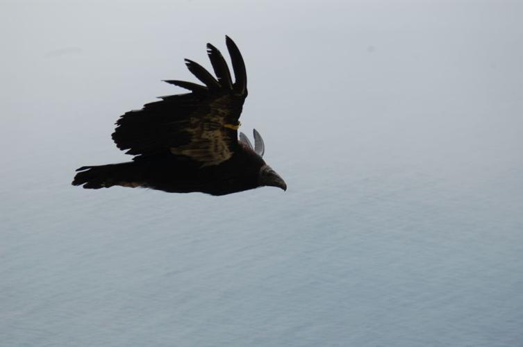 side shot of huge condor