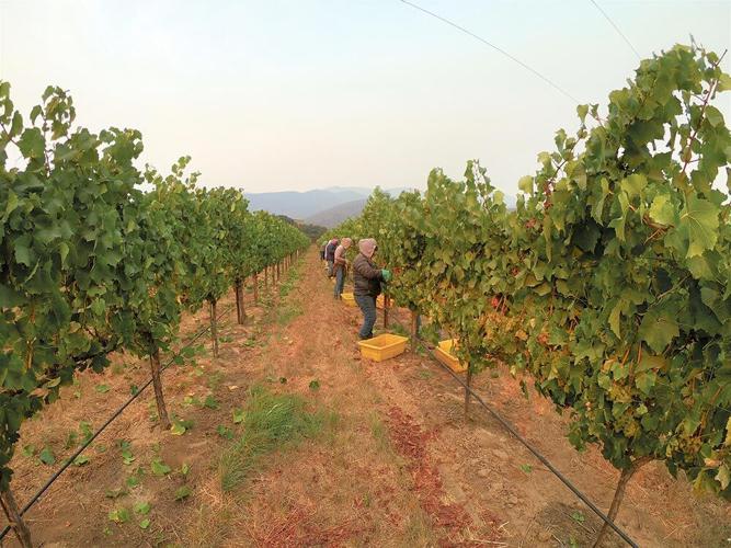 Wine Harvest 2020