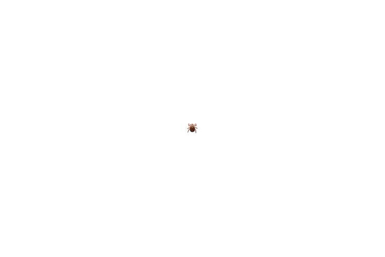 Tiny Arachnid, Big Problem