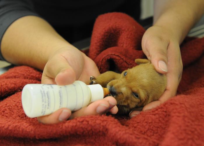 Rescued Puppies 6.JPG